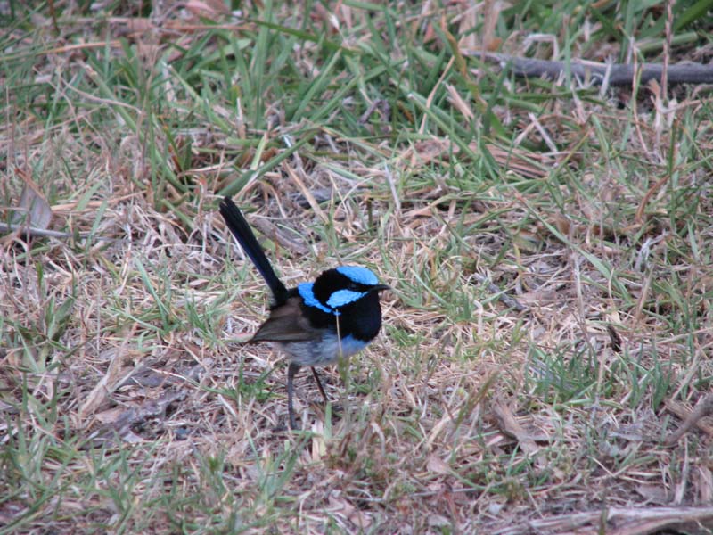 Superb Fairy Wren
